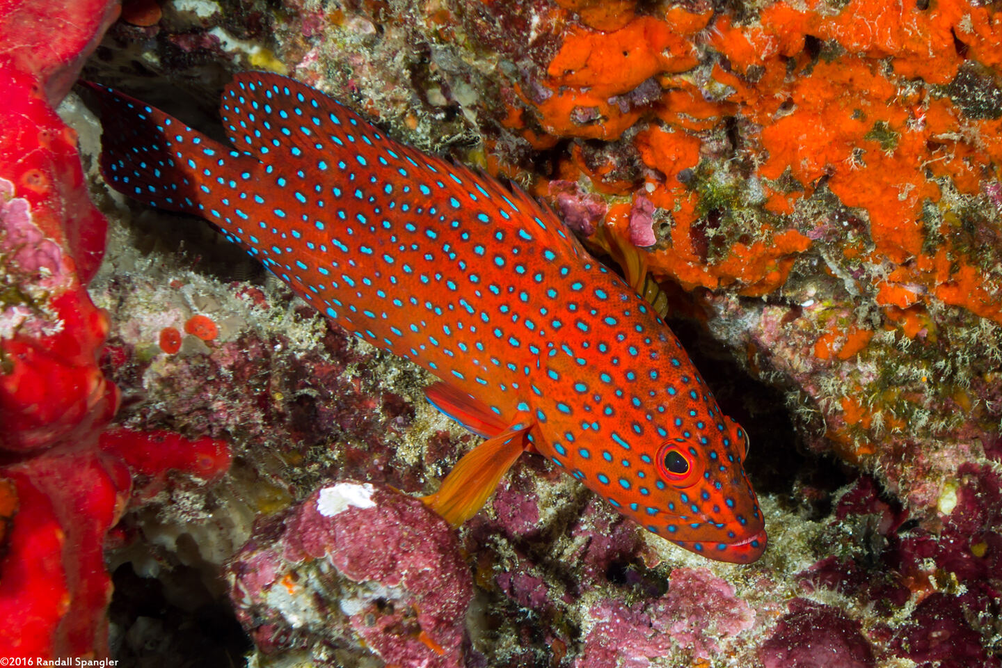 Cephalopholis miniata (Coral Grouper)