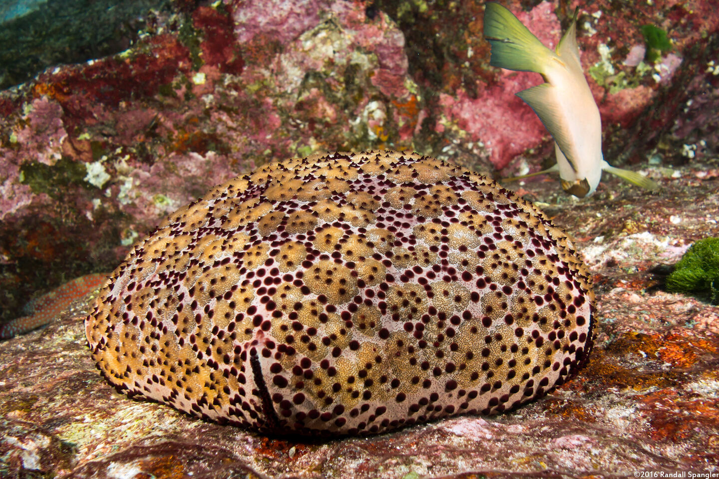 Culcita schmideliana (Spiny Cushion Star)