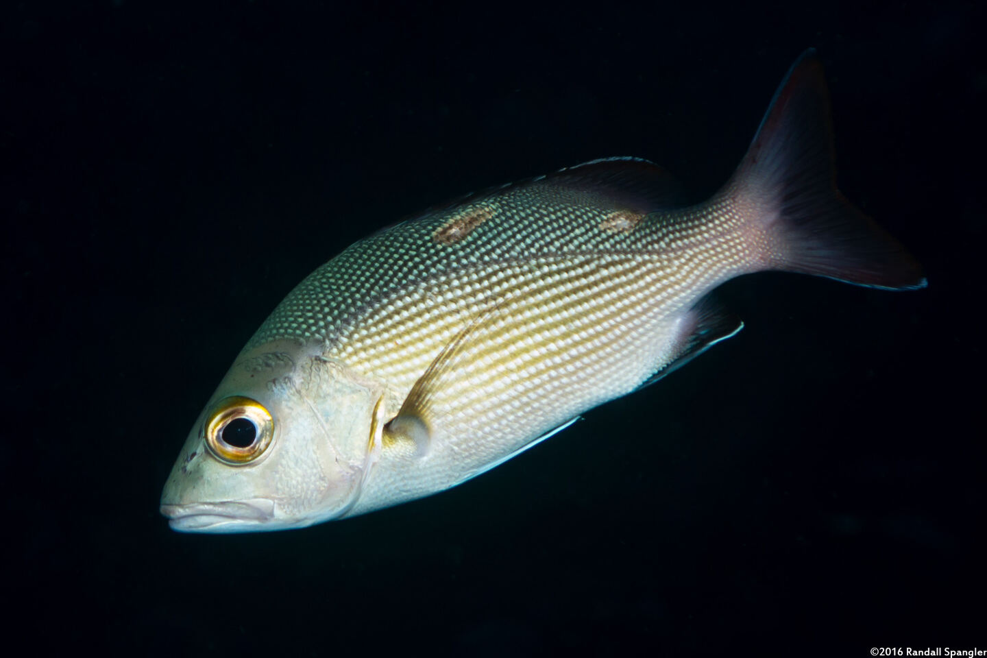 Lutjanus bohar (Red Snapper)