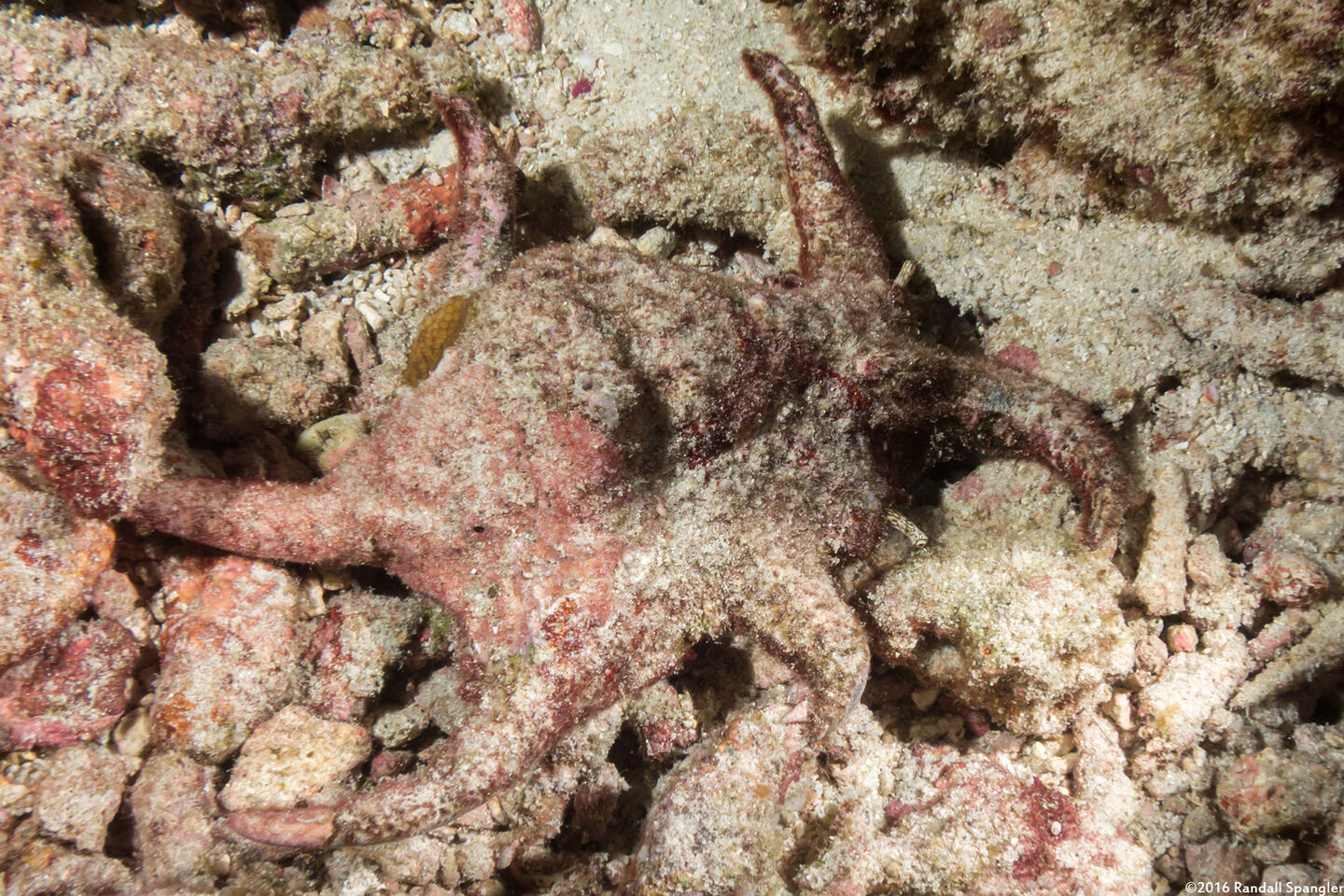 Harpago chiragra (Chiragra Spider Conch)