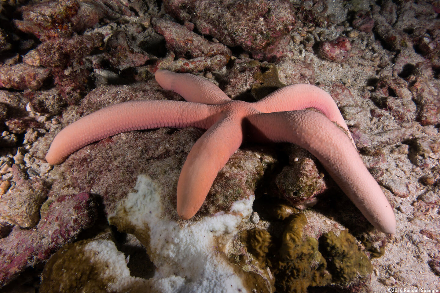 Linckia laevigata (Blue Sea Star)