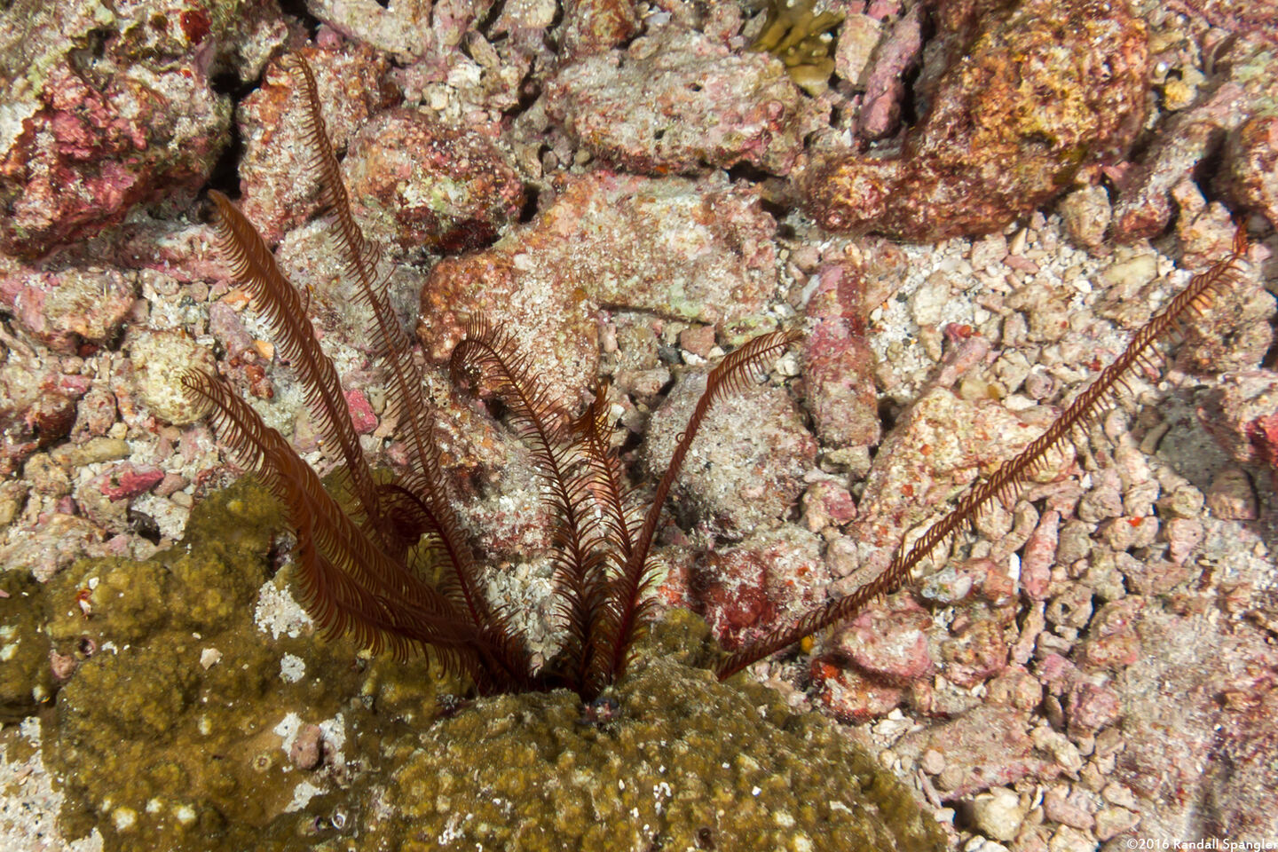 Comanthus parvicirrus (Common Crevice Feather Star)