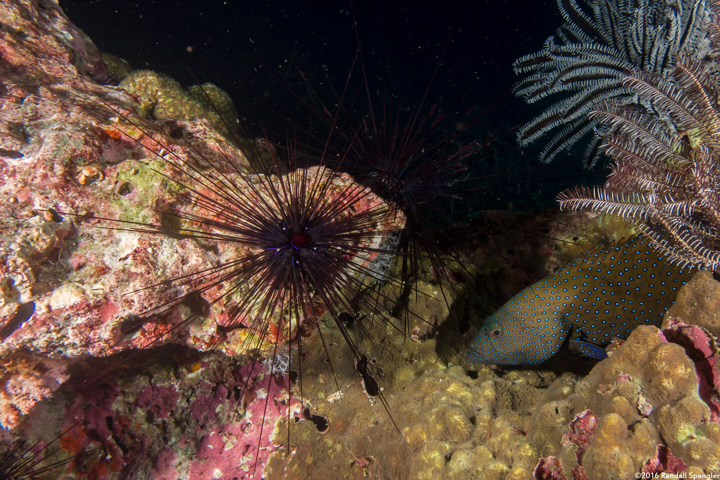 Diadema setosum (Black Longspine Sea Urchin)