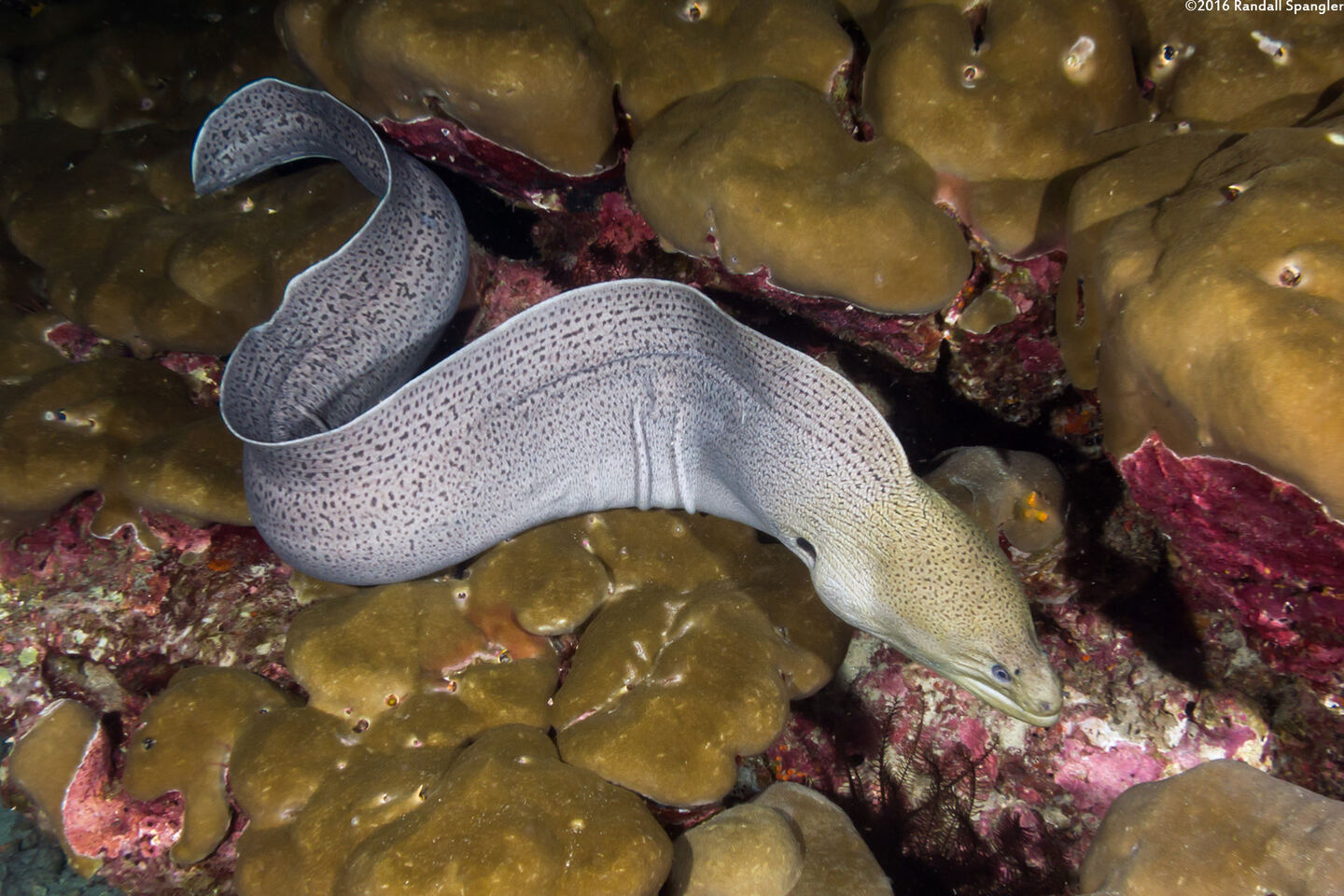 Gymnothorax javanicus (Giant Moray); Giant moray hunting at night