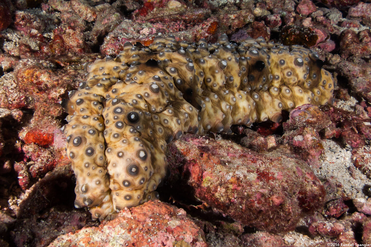 Holothuria sp.1 (Holothuria sp.1)