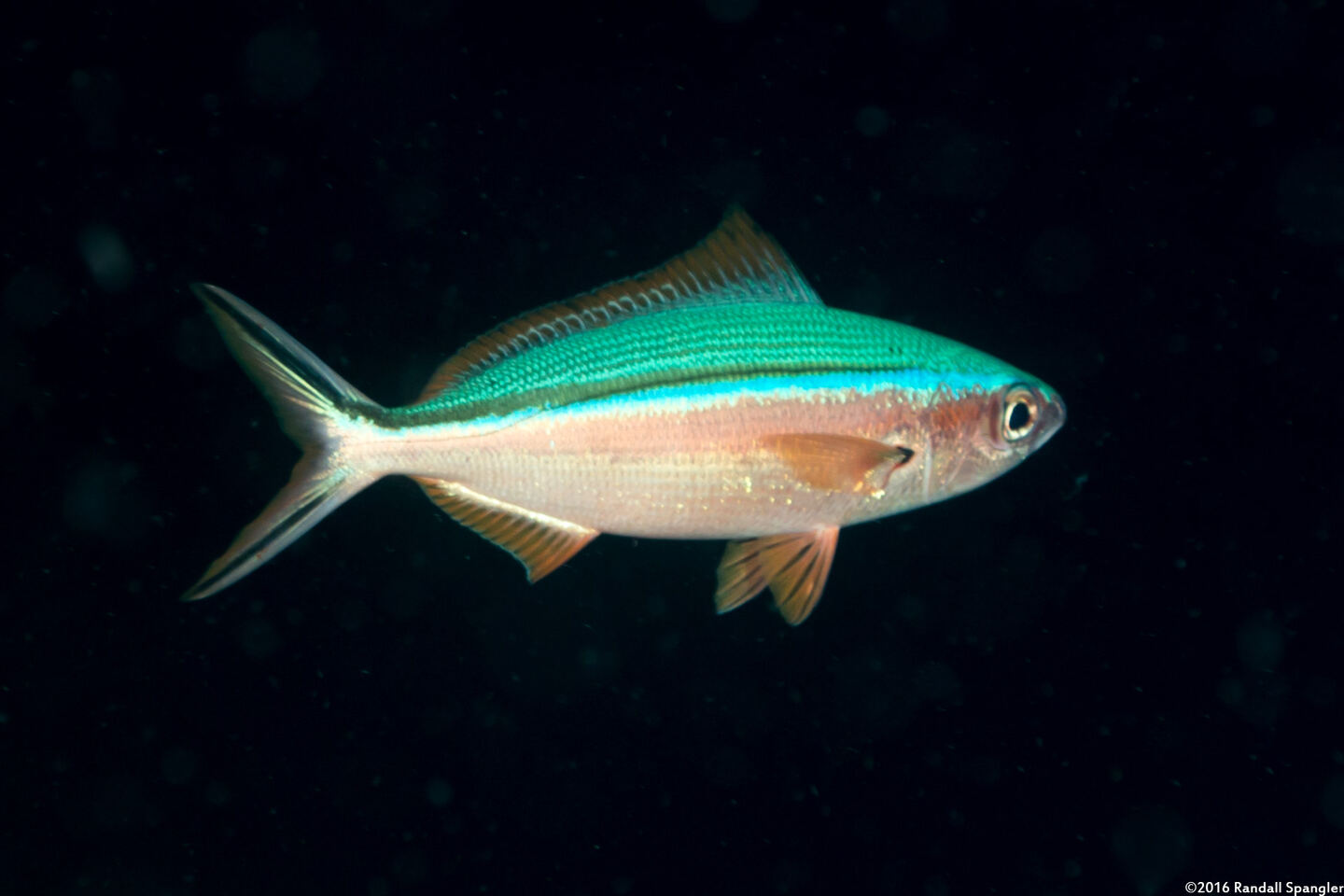 Caesio caerulaurea (Scissortail Fusilier)