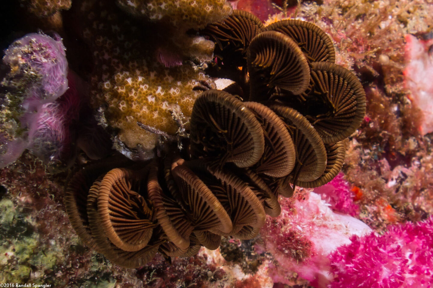 Himerometra robustipinna (Robust Feather Star)