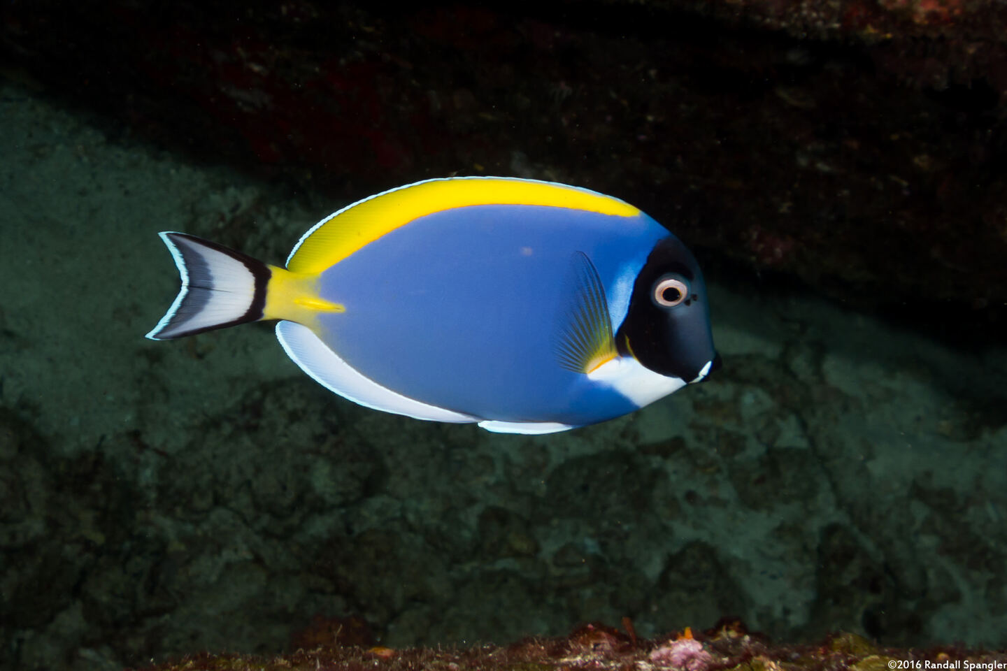 Acanthurus leucosternon (Powderblue Surgeonfish)