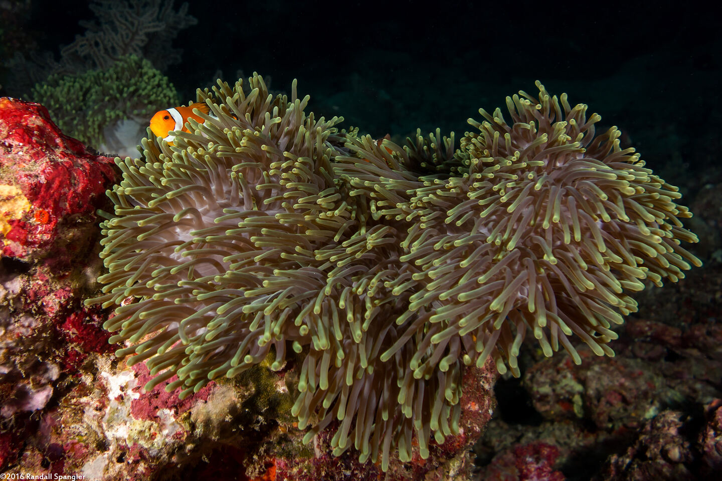 Heteractis magnifica (Magnificent Sea Anemone)