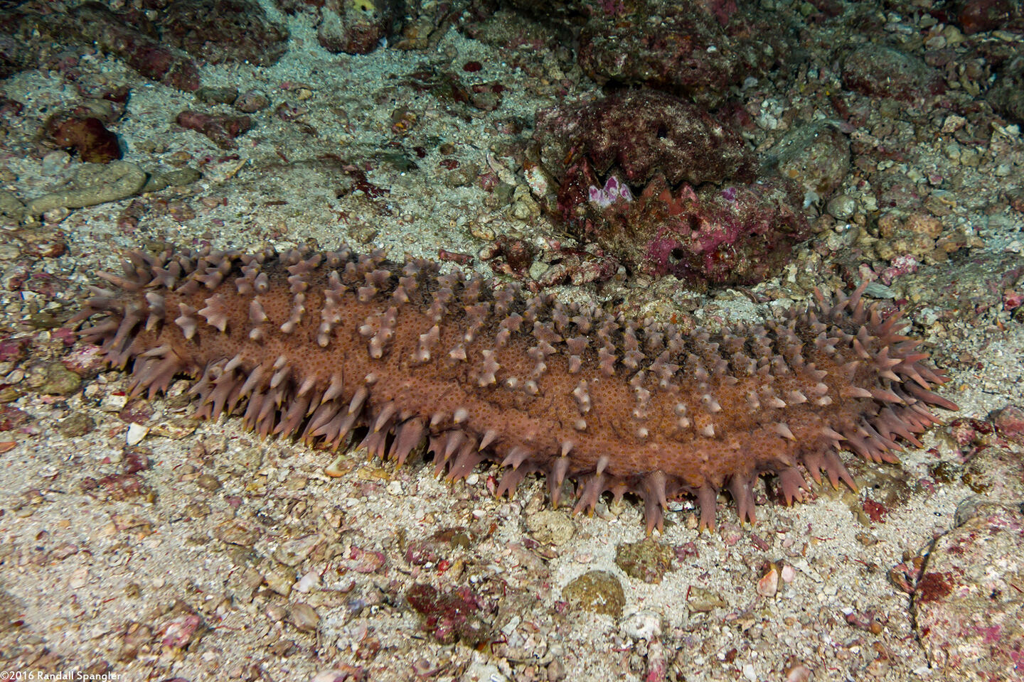 Thelenota ananas (Pineapple Sea Cucumber)