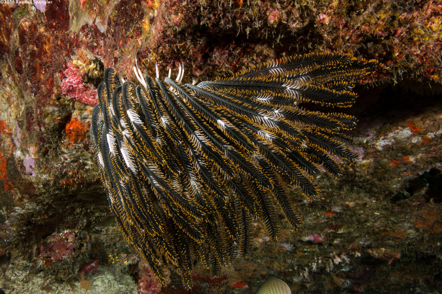 Anneissia bennetti (Bennett's Feather Star)