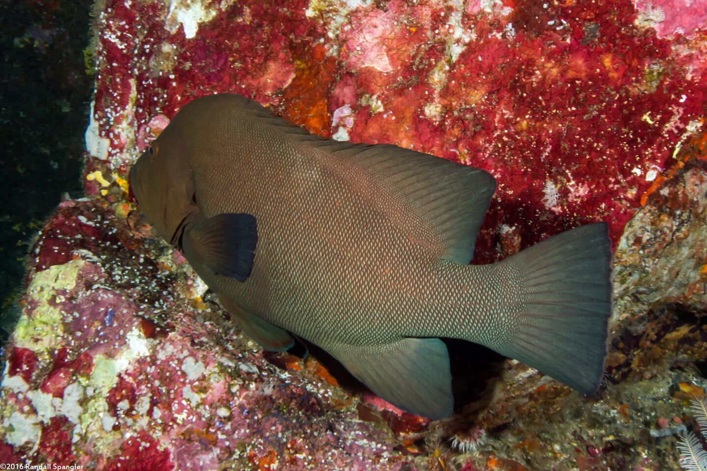 Aethaloperca rogaa (Redmouth Grouper)