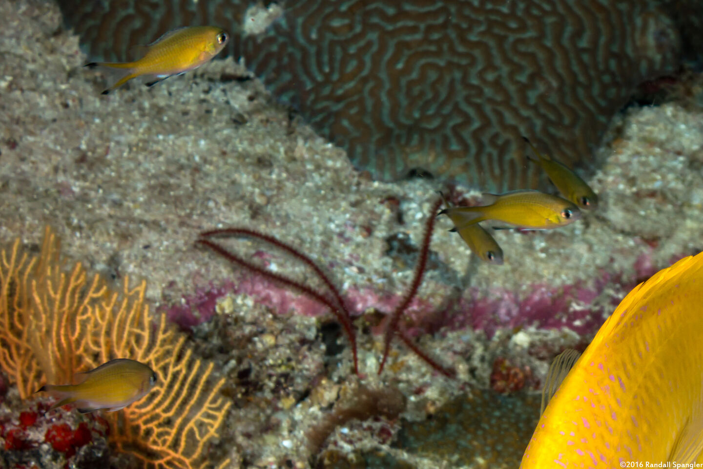 Chromis weberi (Weber's Chromis)