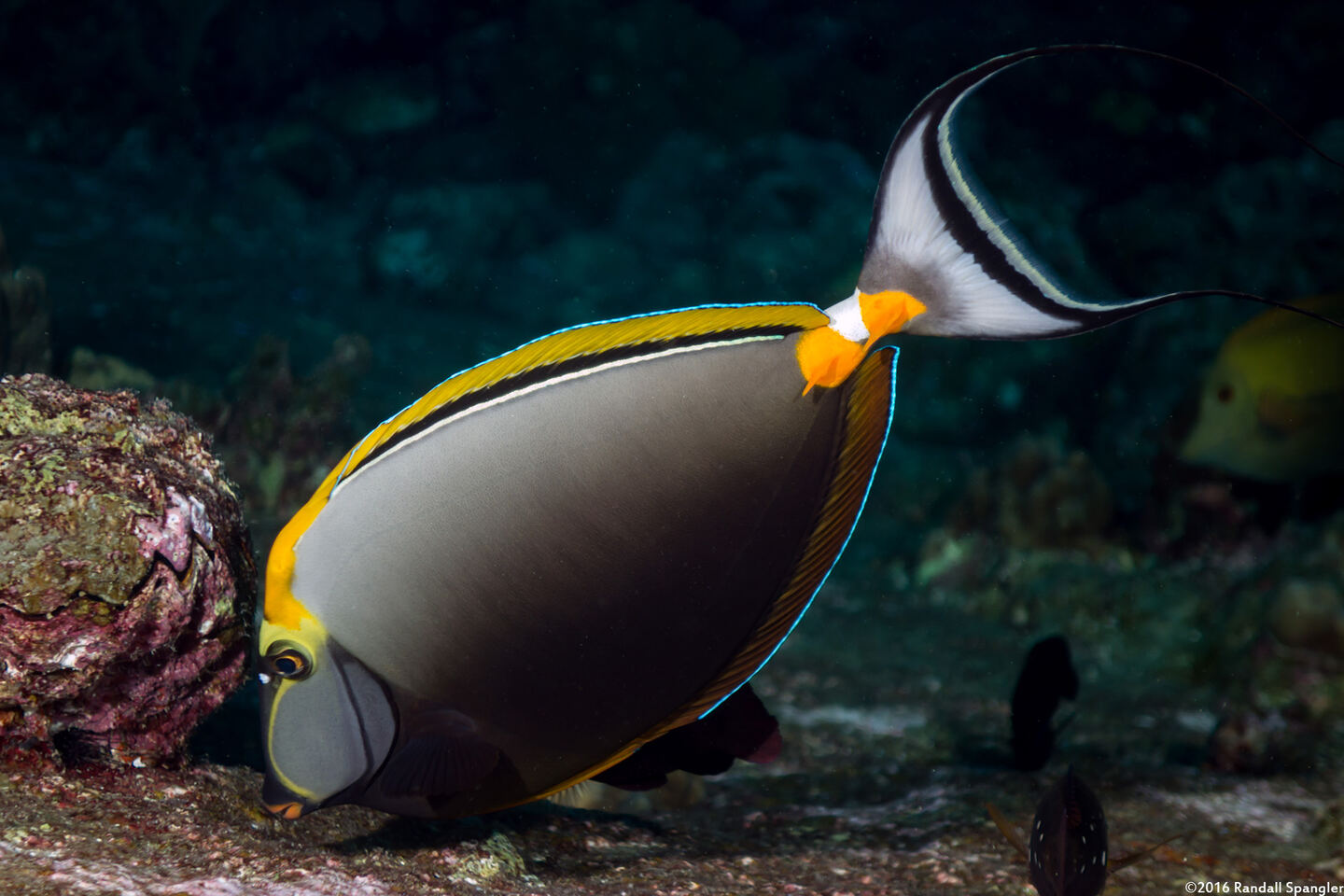 Naso elegans (Elegant Unicornfish)
