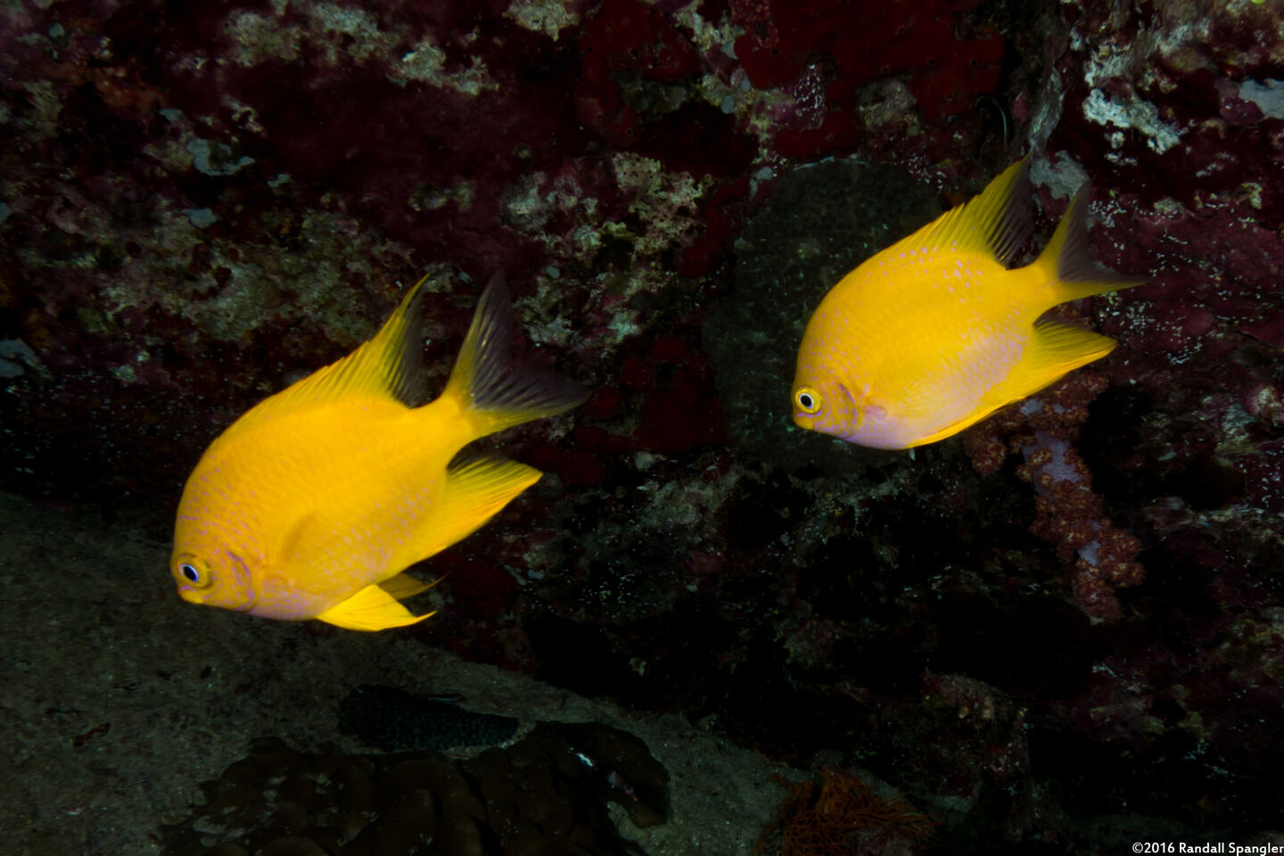 Amblyglyphidodon aureus (Golden Damsel)