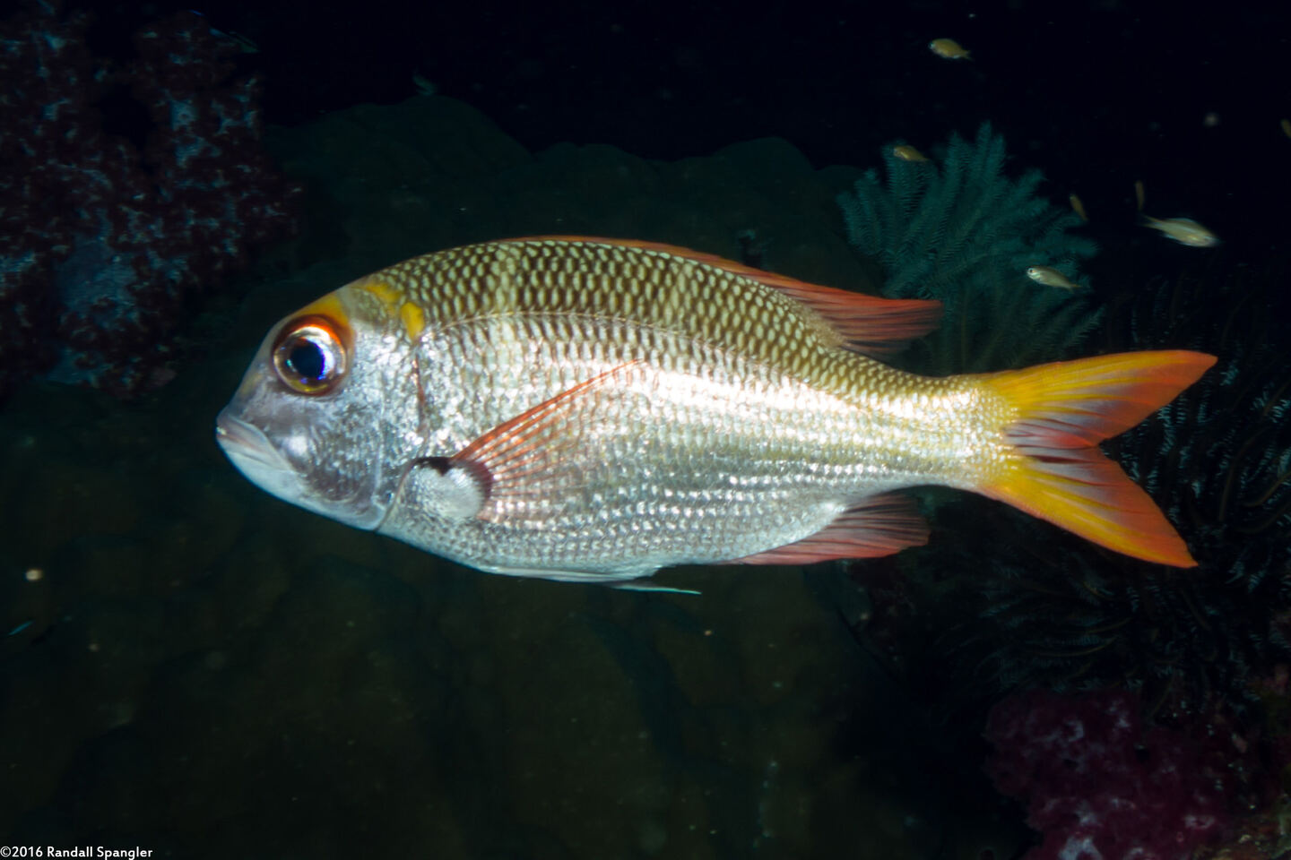 Monotaxis heterodon (Redfin Bream)