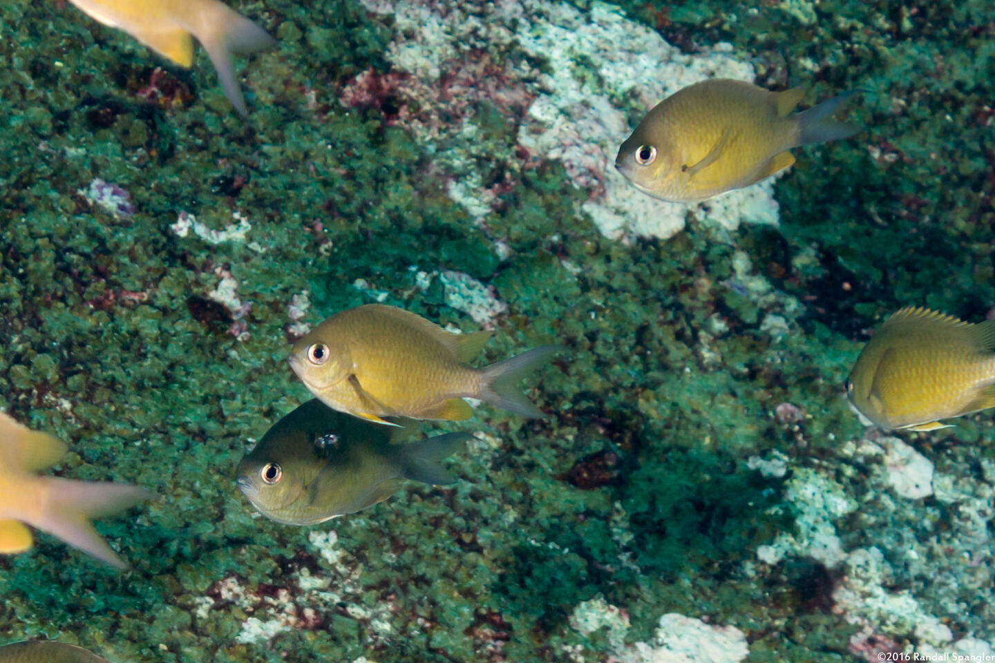 Chromis cinerascens (Green Chromis)