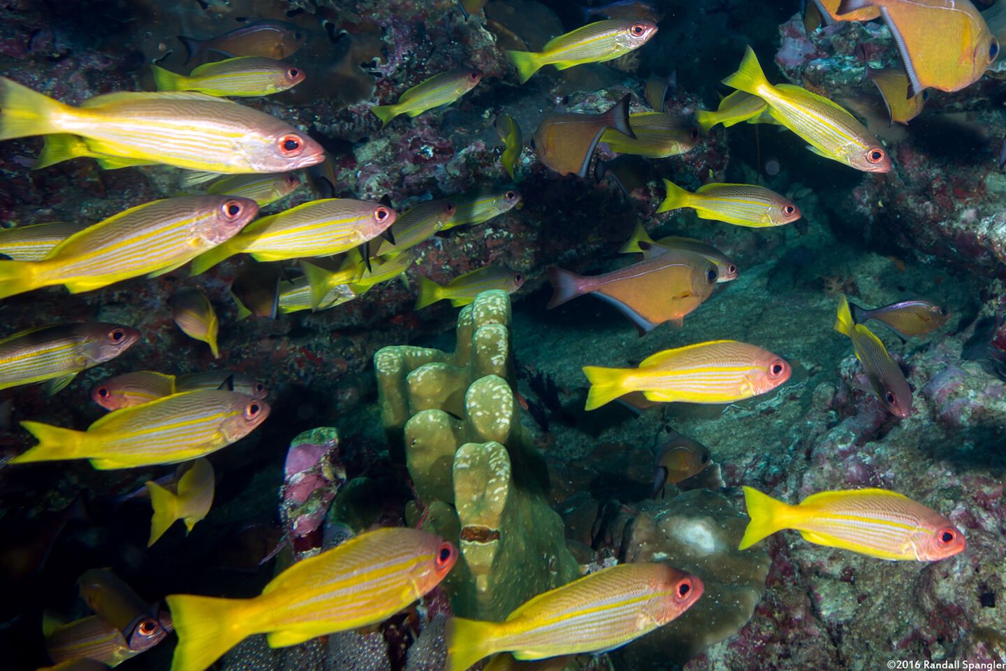 Lutjanus lutjanus (Bigeye Snapper)