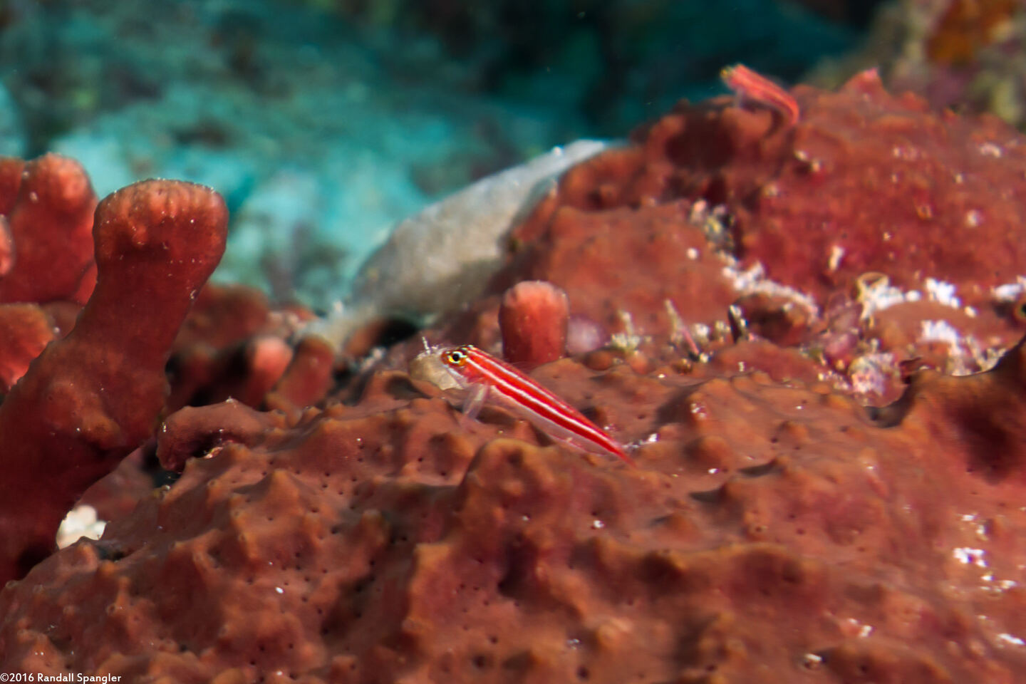 Helcogramma striata (Striped Triplefin)