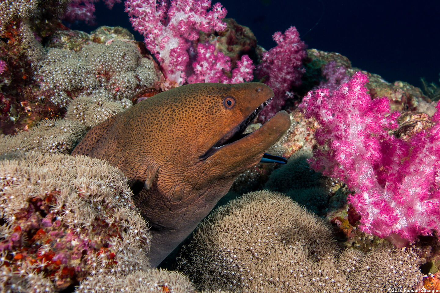 Gymnothorax javanicus (Giant Moray)