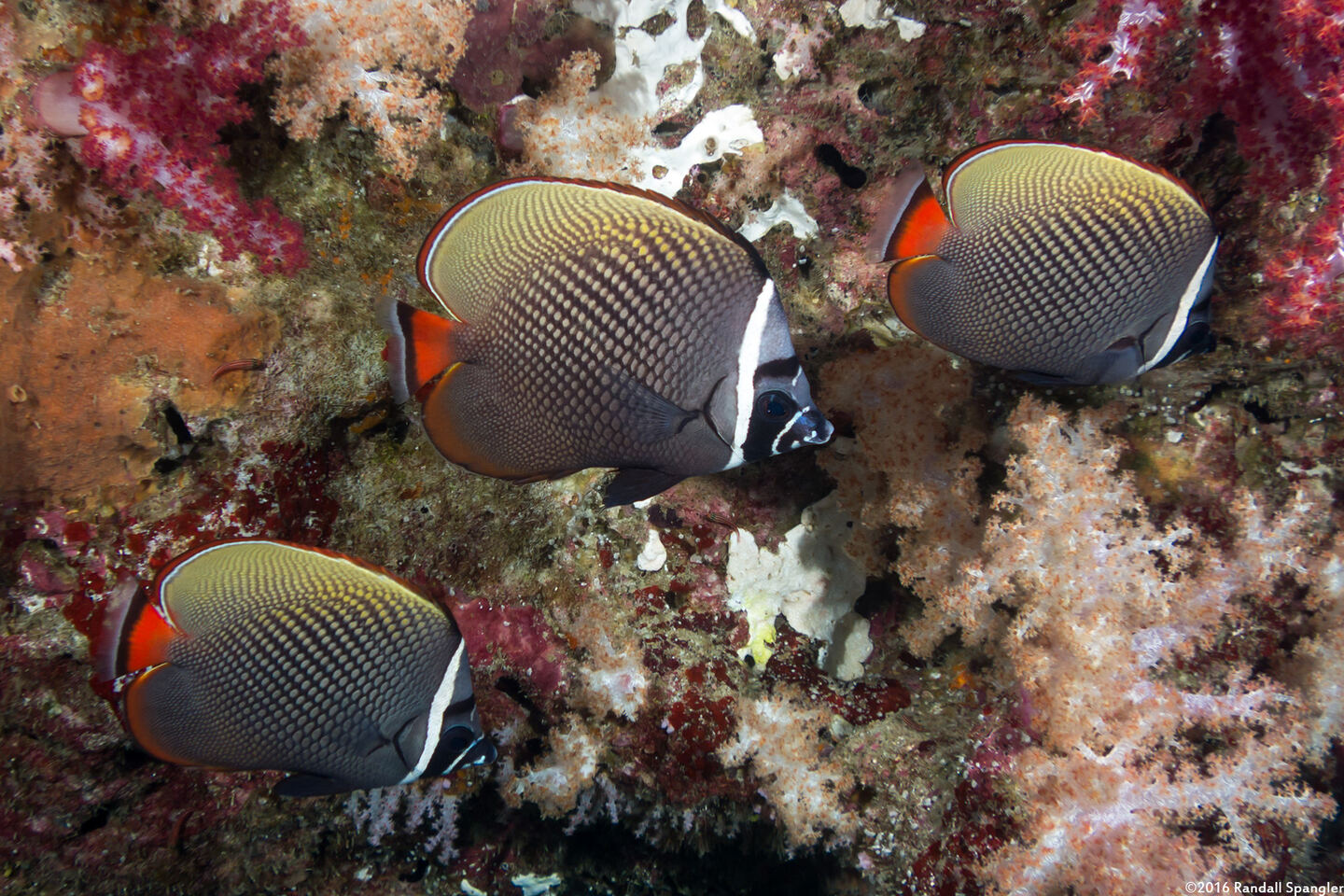 Chaetodon collare (White Collar Butterflyfish)