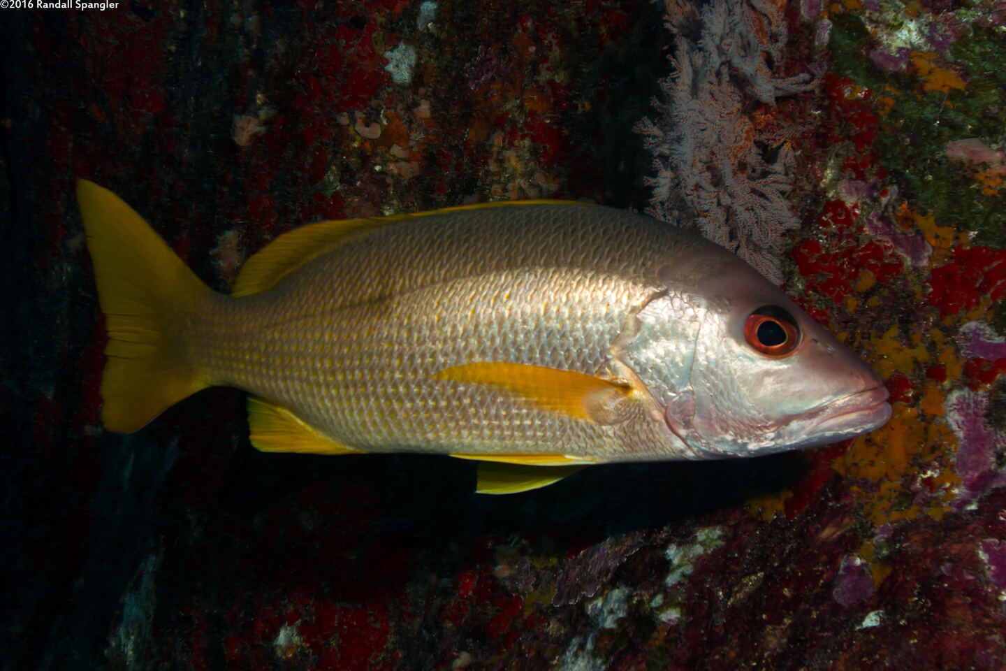 Lutjanus monostigma (Onespot Snapper)