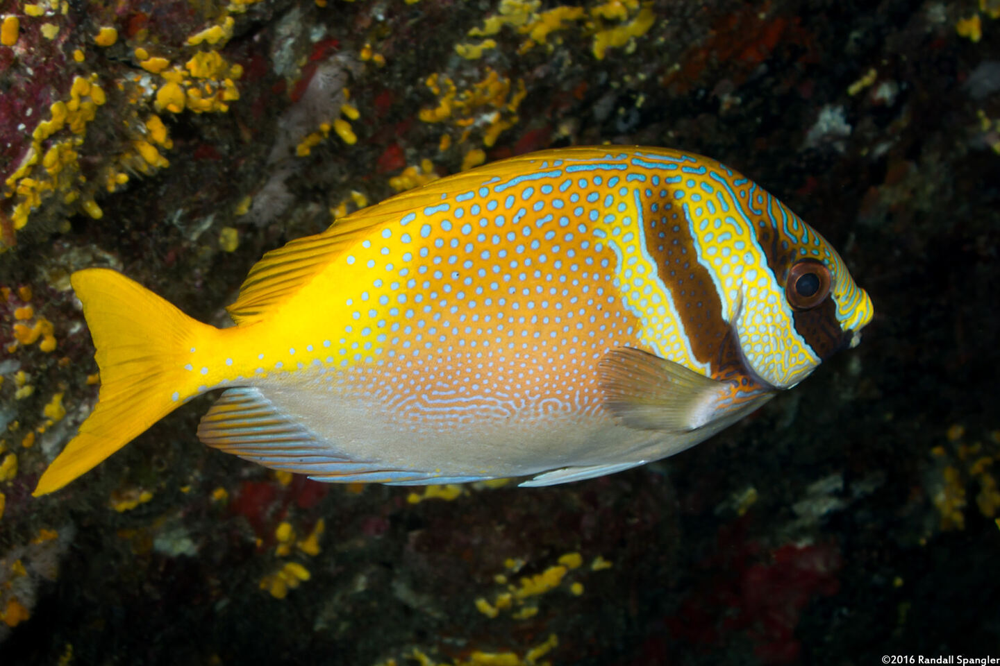 Siganus virgatus (Virgate Rabbitfish)