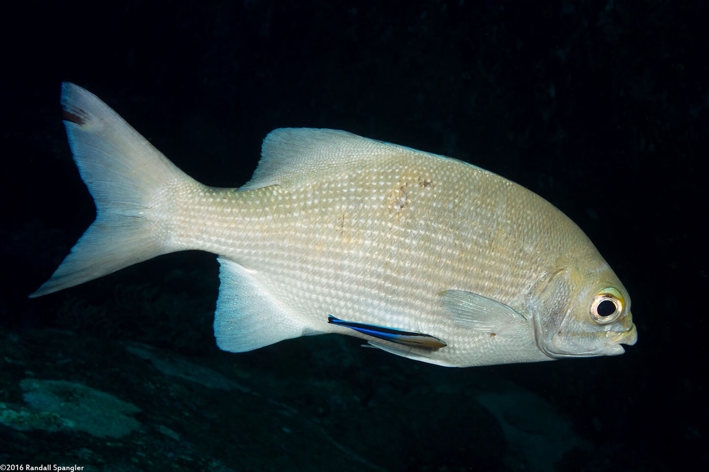 Kyphosus cinerascens (Topsail Chub)