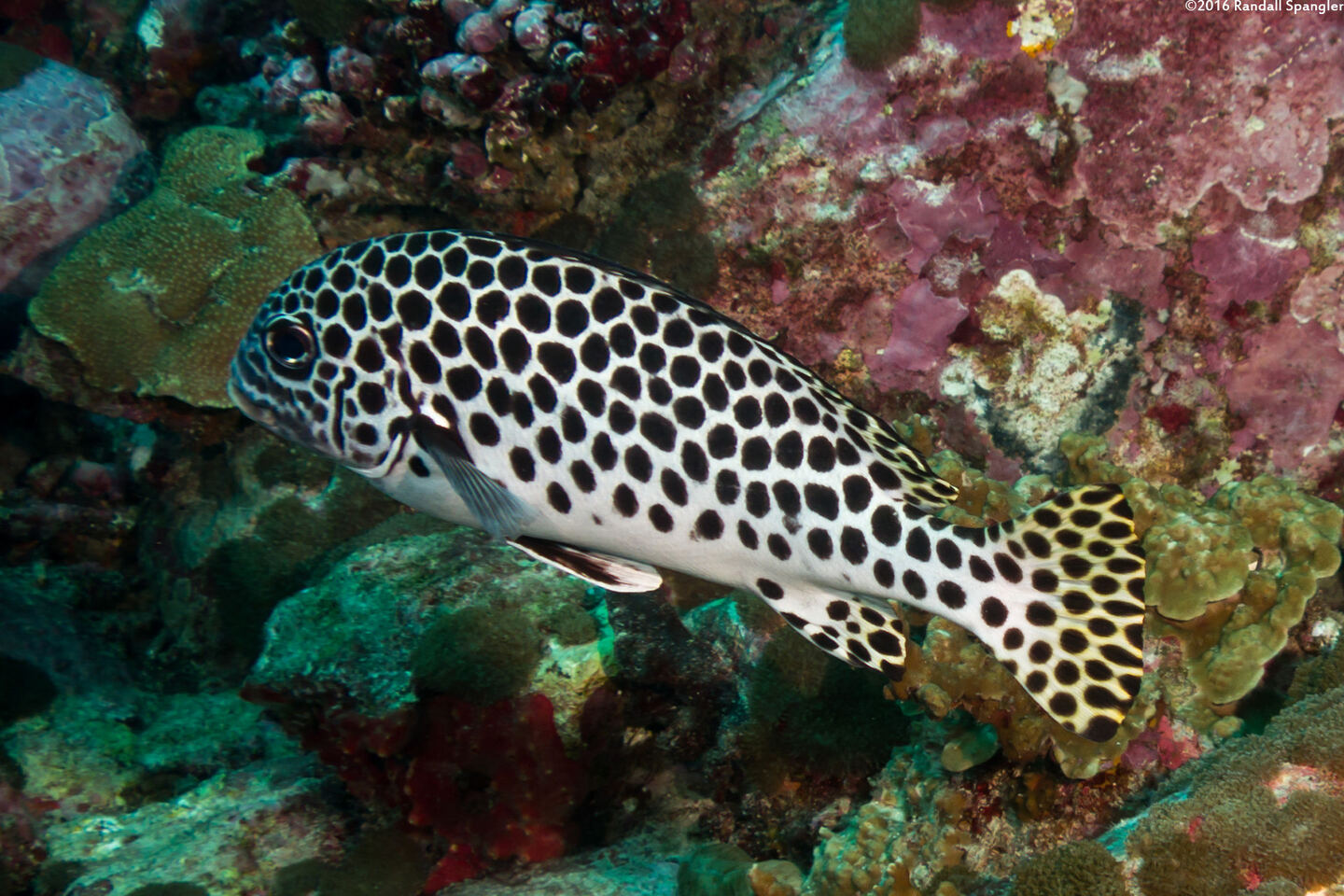 Plectorhinchus macrospilus (Andaman Sweetlips)