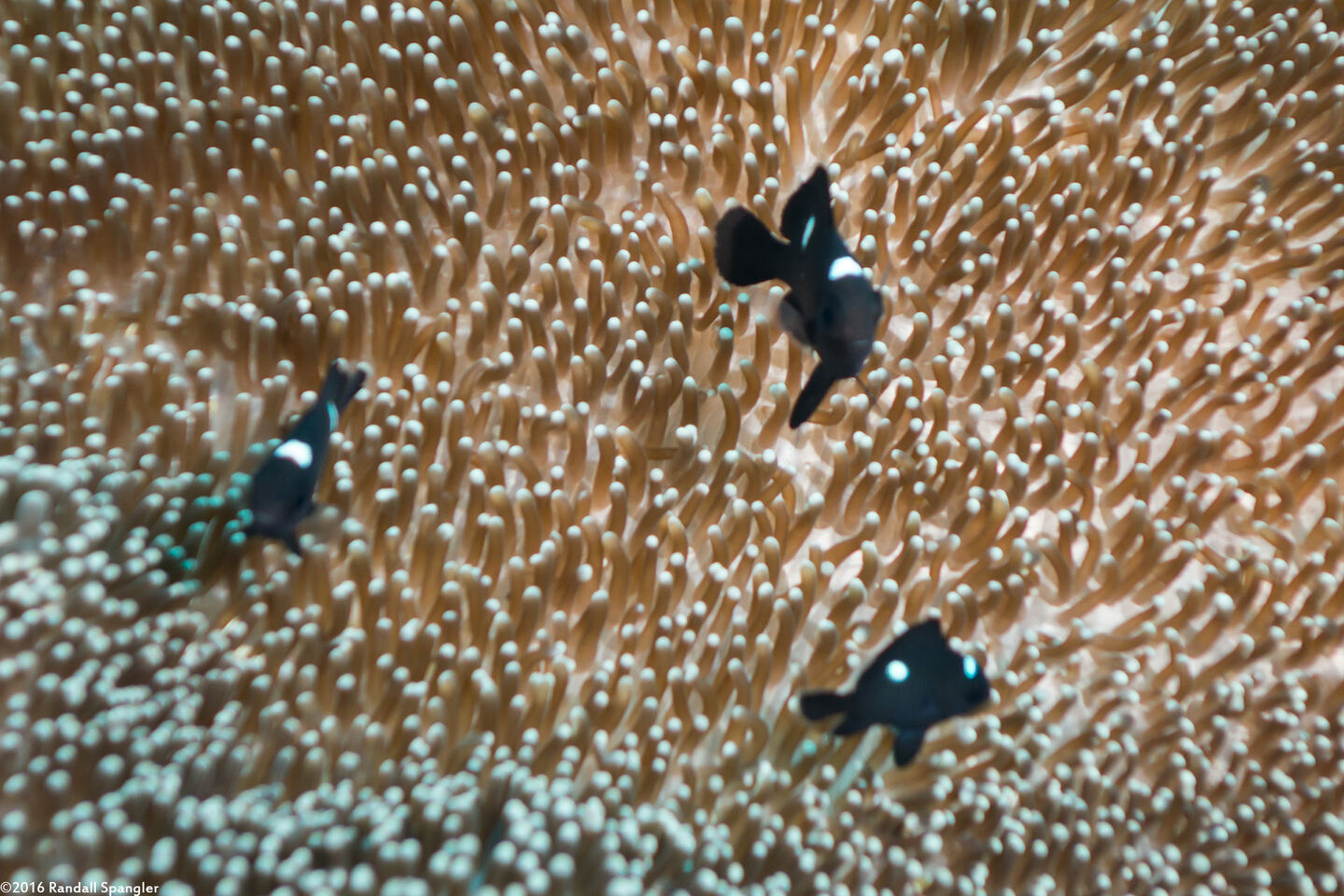 Dascyllus trimaculatus (Threespot Dascyllus)