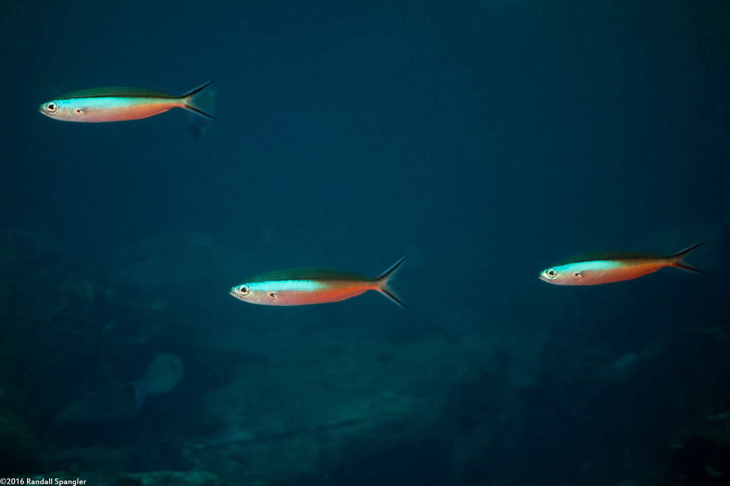 Pterocaesio tile (Bluestreak Fusilier)