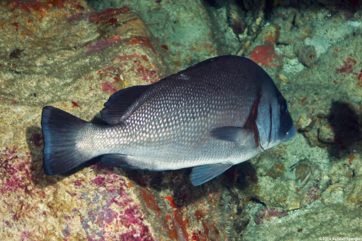 Plectorhinchus gibbosus (Blubberlip)