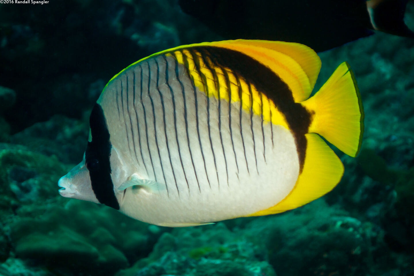 Chaetodon lineolatus (Lined Butterflyfish)