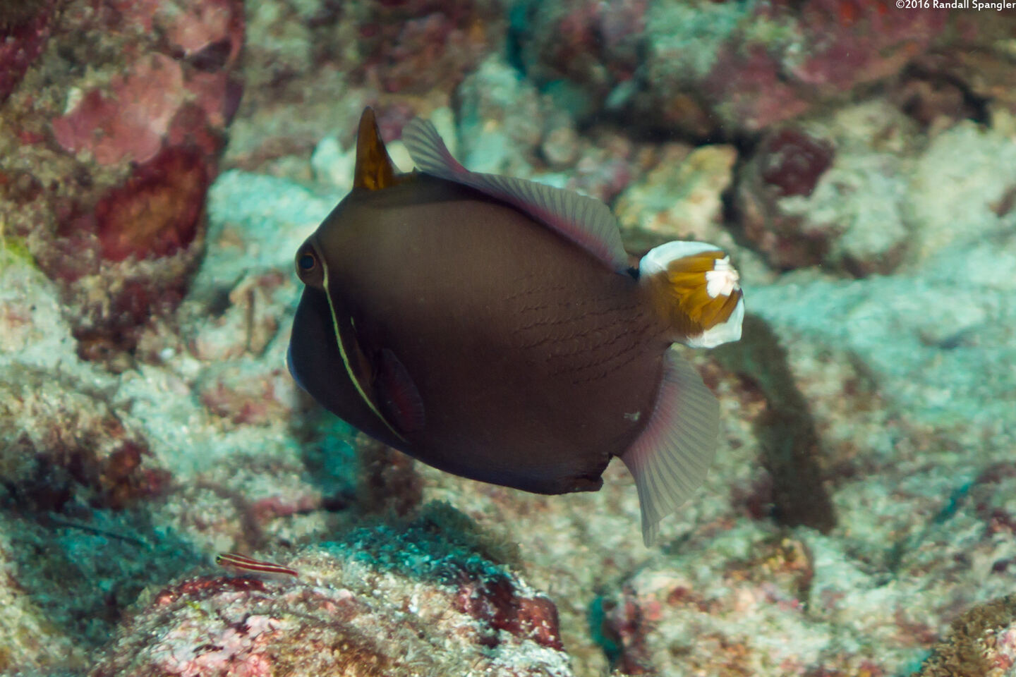 Sufflamen chrysopterum (Flagtail Triggerfish)