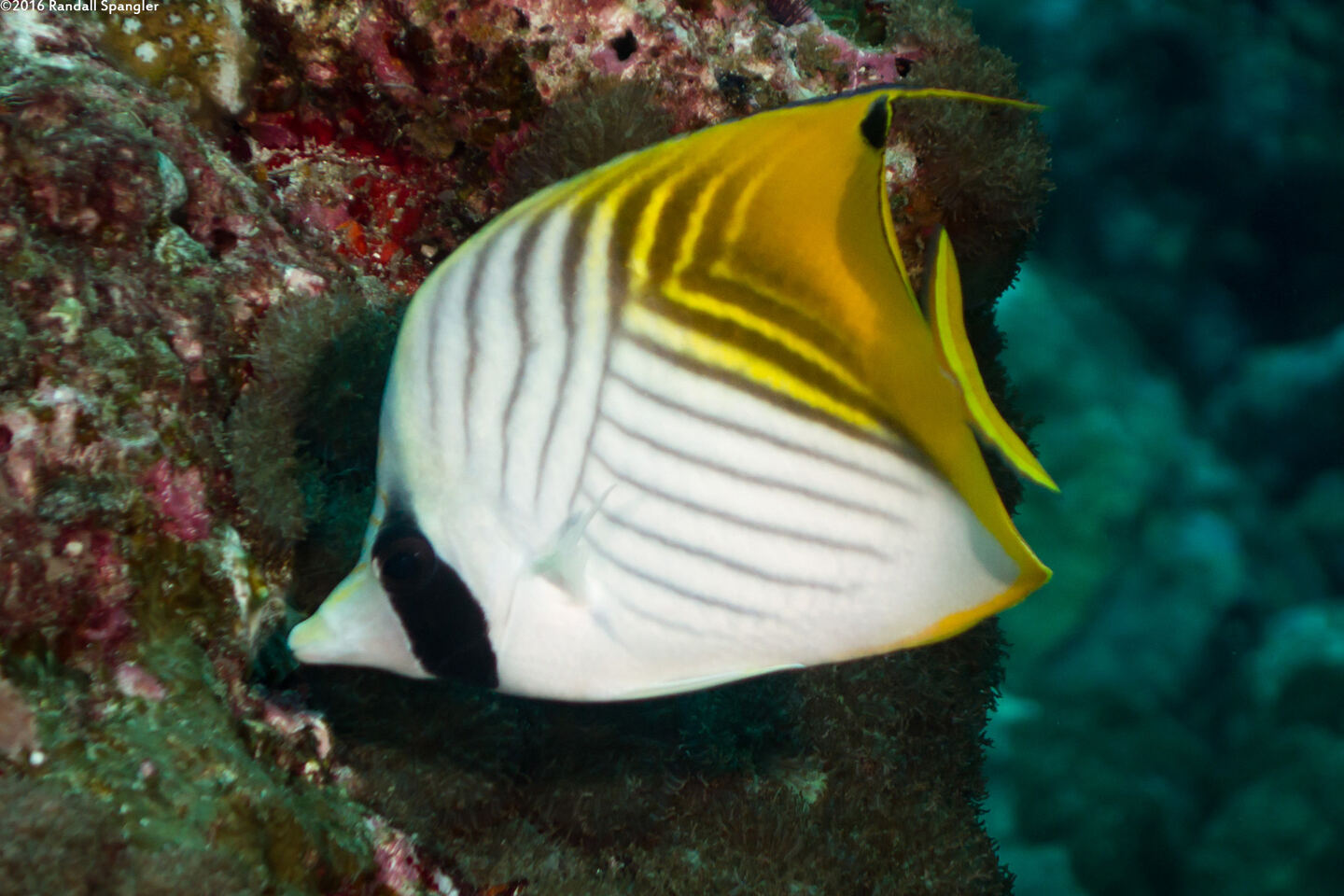 Chaetodon auriga (Threadfin Butterflyfish)