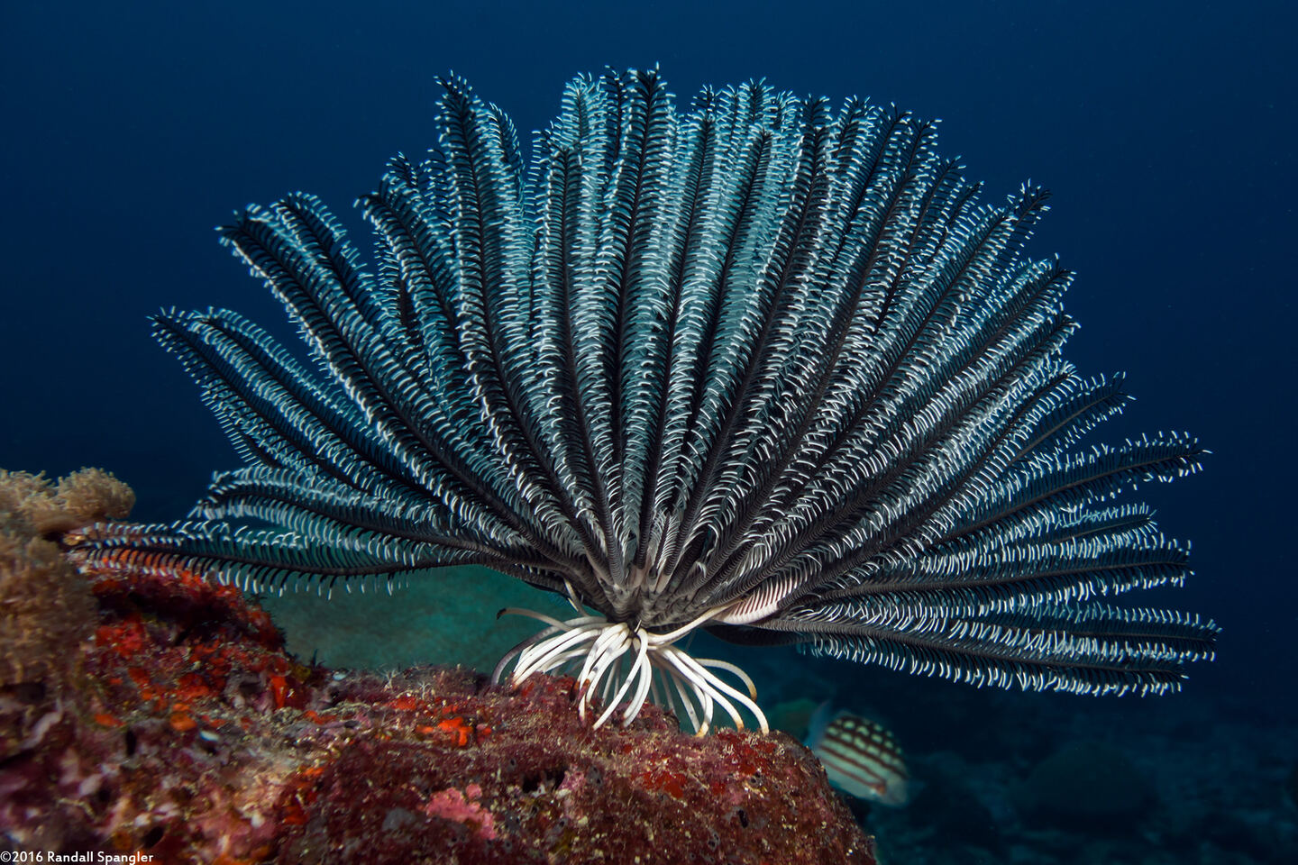 Anneissia bennetti (Bennett's Feather Star)