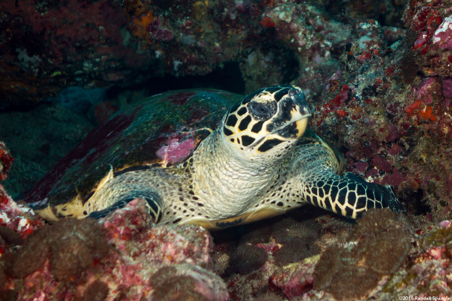 Eretmochelys imbricata (Hawksbill Turtle)