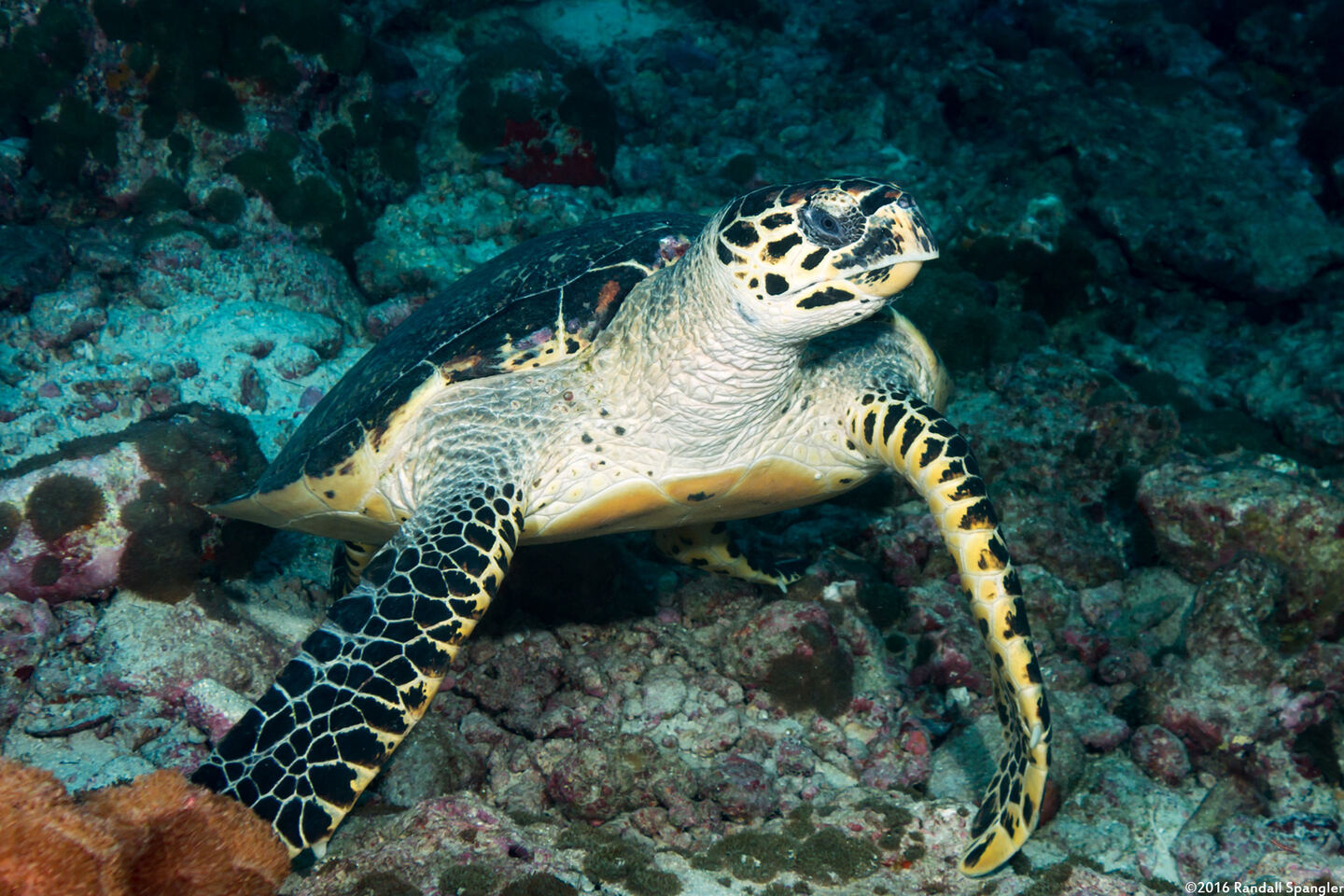 Eretmochelys imbricata (Hawksbill Turtle)
