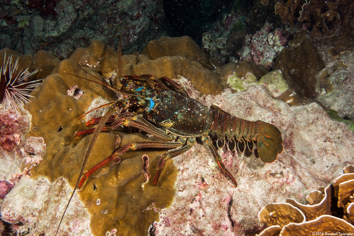 Panulirus penicillatus (Pronghorn Spiny Lobster)