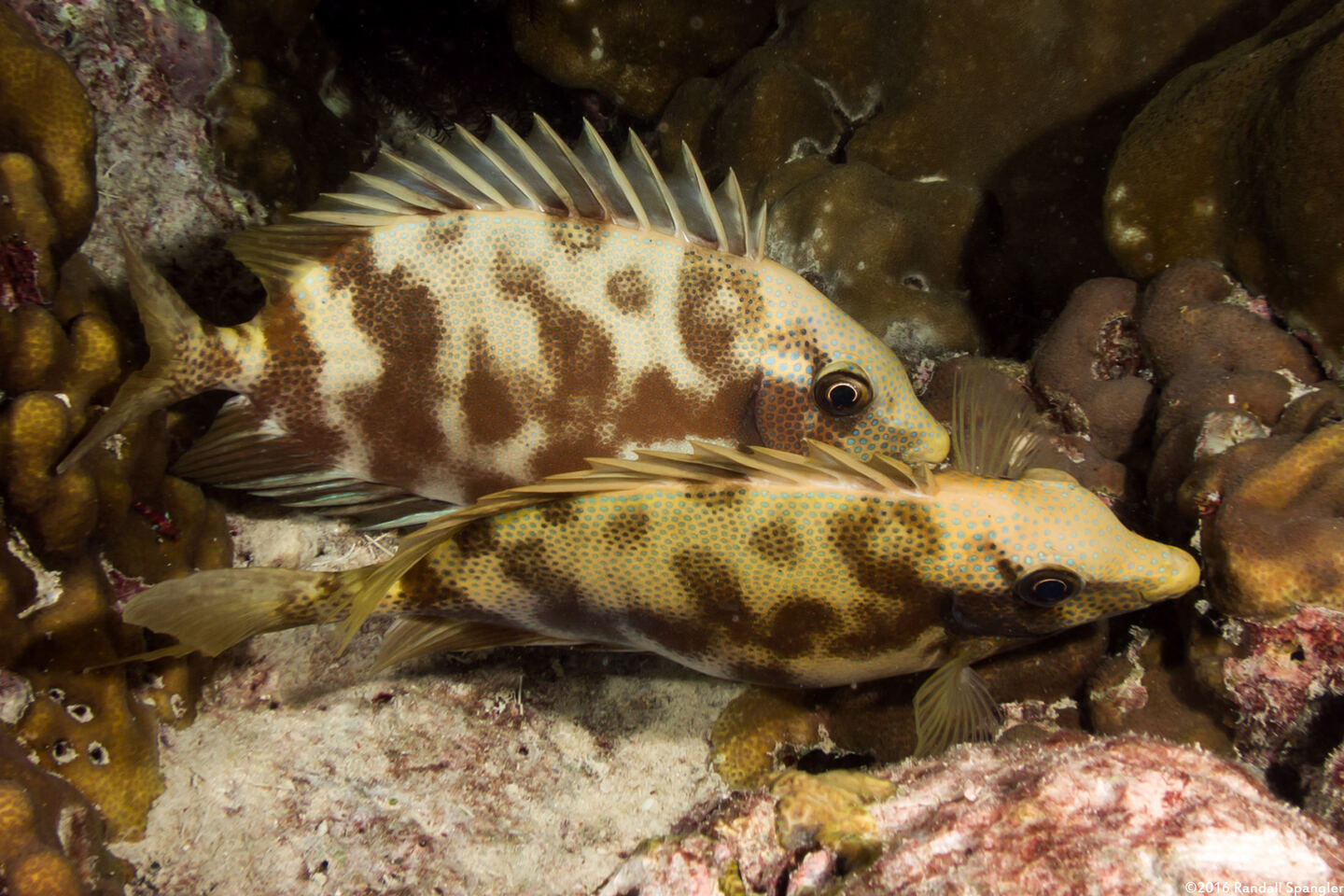 Siganus puelloides (Blackeye Rabbitfish)