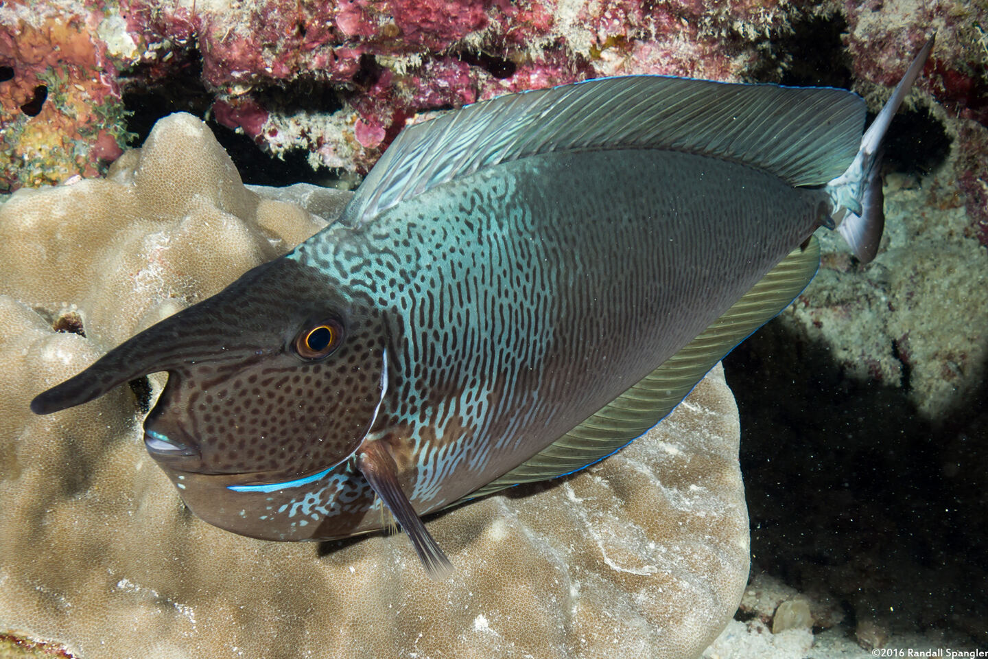 Naso brevirostris (Paletail Unicornfish)