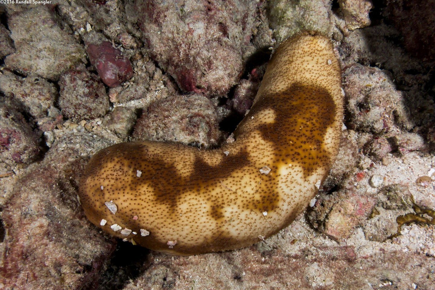 Bohadschia sp.1 (Bohadschia sp.1)