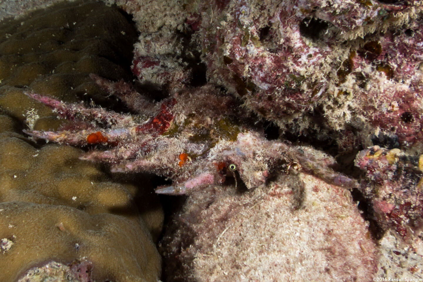 Lambis scorpius (Scorpion Spider Conch)