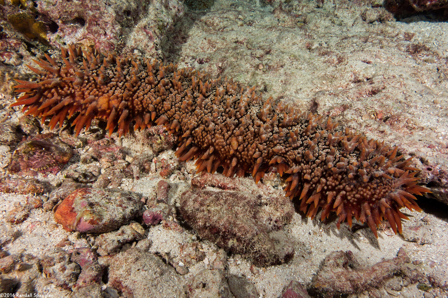Thelenota ananas (Pineapple Sea Cucumber)