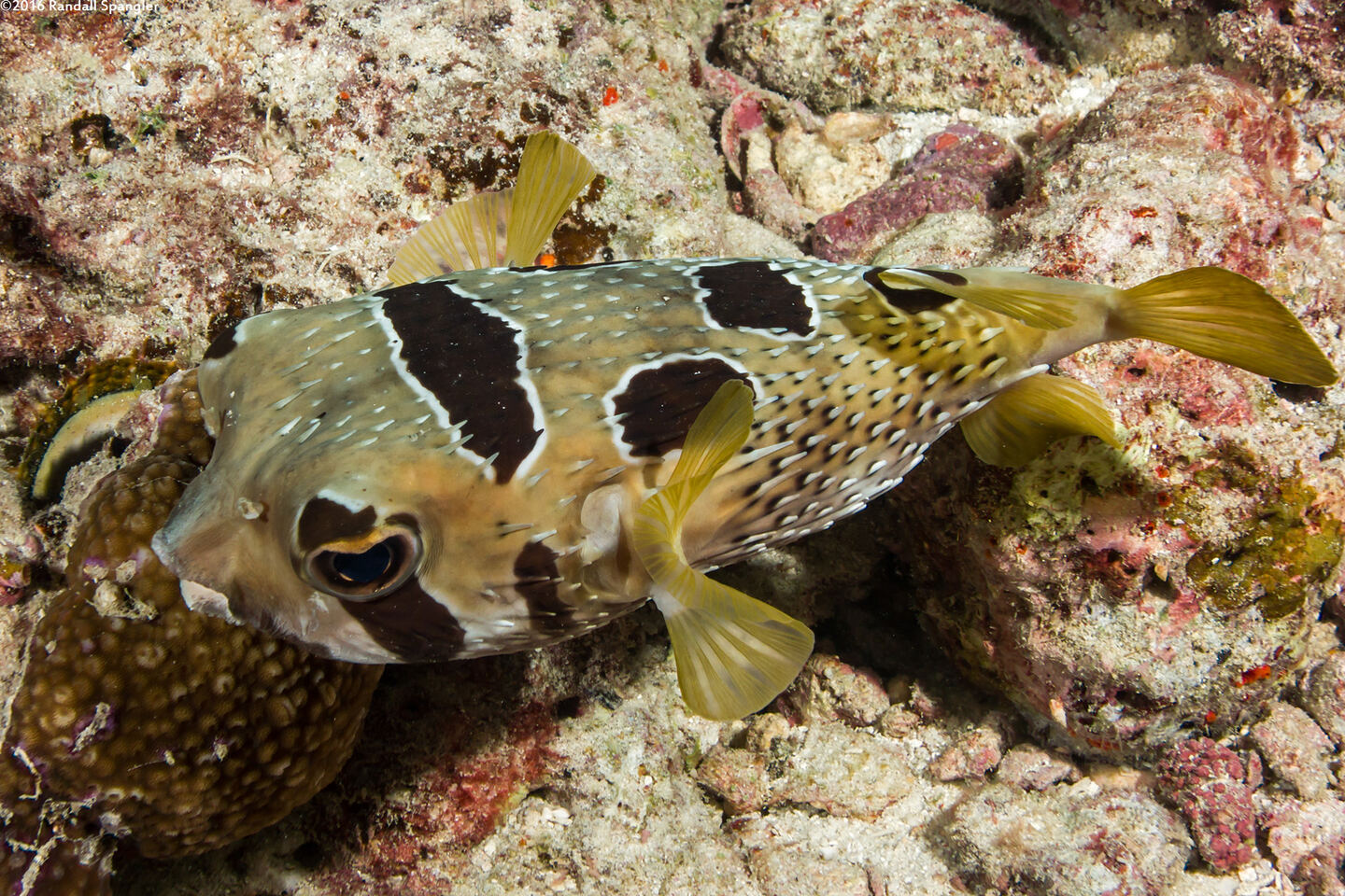 Diodon liturosus (Black-Blotched Porcupinefish)
