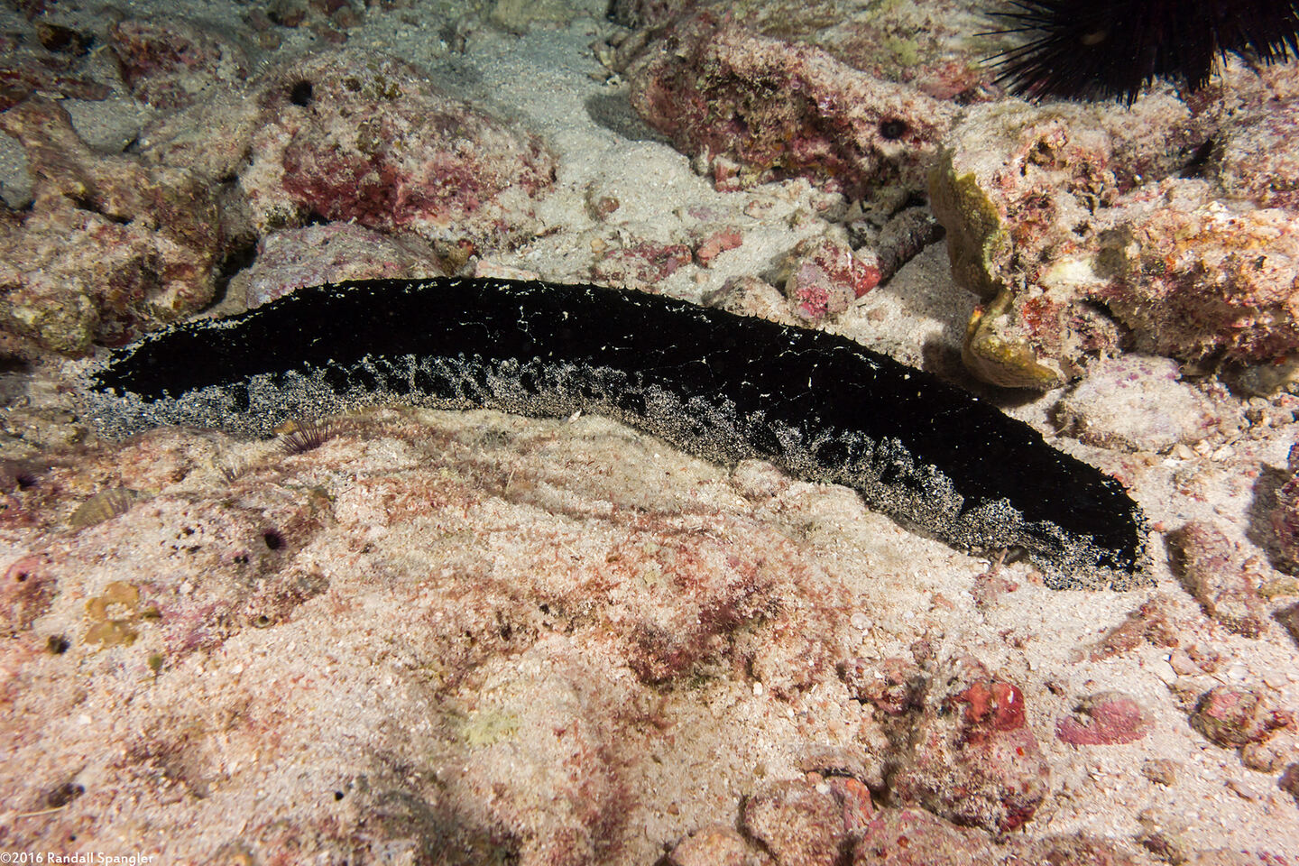 Holothuria atra (Black Sea Cucumber)