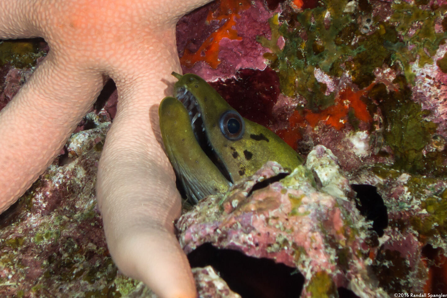Gymnothorax fimbriatus (Fimbriated Moray)