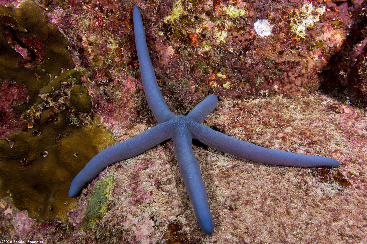 Linckia laevigata (Blue Sea Star)