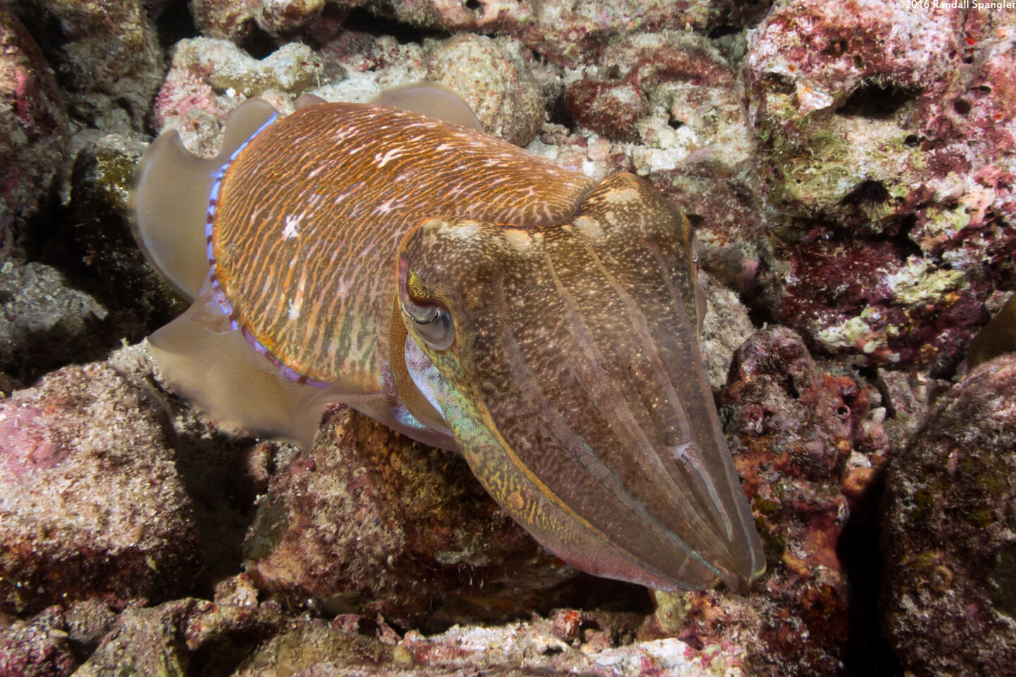 Sepia pharaonis (Pharaoh Cuttlefish)