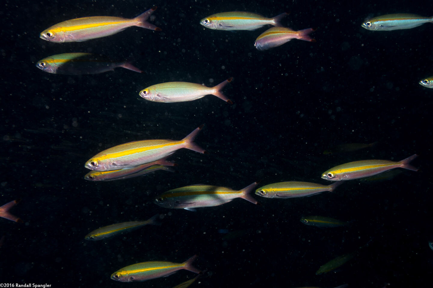 Pterocaesio marri (Twinstripe Fusilier)